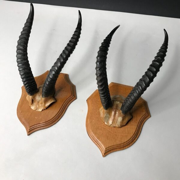CORNES DE GAZELLES trophée de chasse Afrique Safari ancien vintage MANUFRANCE